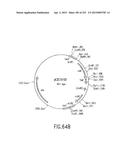 COMPOSITIONS AND METHODS FOR USE IN RECOMBINATIONAL CLONING OF NUCLEIC     ACIDS diagram and image