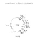 COMPOSITIONS AND METHODS FOR USE IN RECOMBINATIONAL CLONING OF NUCLEIC     ACIDS diagram and image