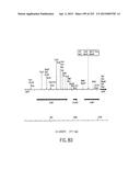 COMPOSITIONS AND METHODS FOR USE IN RECOMBINATIONAL CLONING OF NUCLEIC     ACIDS diagram and image