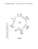 COMPOSITIONS AND METHODS FOR USE IN RECOMBINATIONAL CLONING OF NUCLEIC     ACIDS diagram and image