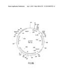 COMPOSITIONS AND METHODS FOR USE IN RECOMBINATIONAL CLONING OF NUCLEIC     ACIDS diagram and image