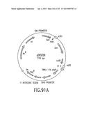 COMPOSITIONS AND METHODS FOR USE IN RECOMBINATIONAL CLONING OF NUCLEIC     ACIDS diagram and image