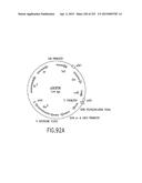 COMPOSITIONS AND METHODS FOR USE IN RECOMBINATIONAL CLONING OF NUCLEIC     ACIDS diagram and image