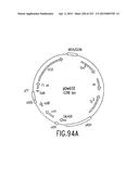 COMPOSITIONS AND METHODS FOR USE IN RECOMBINATIONAL CLONING OF NUCLEIC     ACIDS diagram and image