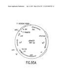 COMPOSITIONS AND METHODS FOR USE IN RECOMBINATIONAL CLONING OF NUCLEIC     ACIDS diagram and image