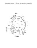 COMPOSITIONS AND METHODS FOR USE IN RECOMBINATIONAL CLONING OF NUCLEIC     ACIDS diagram and image