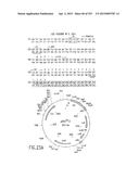 COMPOSITIONS AND METHODS FOR USE IN RECOMBINATIONAL CLONING OF NUCLEIC     ACIDS diagram and image