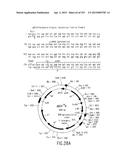 COMPOSITIONS AND METHODS FOR USE IN RECOMBINATIONAL CLONING OF NUCLEIC     ACIDS diagram and image