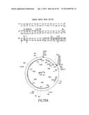 COMPOSITIONS AND METHODS FOR USE IN RECOMBINATIONAL CLONING OF NUCLEIC     ACIDS diagram and image