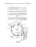 COMPOSITIONS AND METHODS FOR USE IN RECOMBINATIONAL CLONING OF NUCLEIC     ACIDS diagram and image