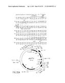 COMPOSITIONS AND METHODS FOR USE IN RECOMBINATIONAL CLONING OF NUCLEIC     ACIDS diagram and image