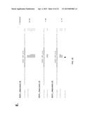 ZINC FINGER NUCLEASE FOR THE CFTR GENE AND METHODS OF USE THEREOF diagram and image