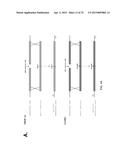 ZINC FINGER NUCLEASE FOR THE CFTR GENE AND METHODS OF USE THEREOF diagram and image