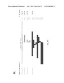 ZINC FINGER NUCLEASE FOR THE CFTR GENE AND METHODS OF USE THEREOF diagram and image