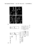 ZINC FINGER NUCLEASE FOR THE CFTR GENE AND METHODS OF USE THEREOF diagram and image