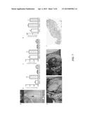 BIOARTIFICIAL FILTRATION ORGAN diagram and image