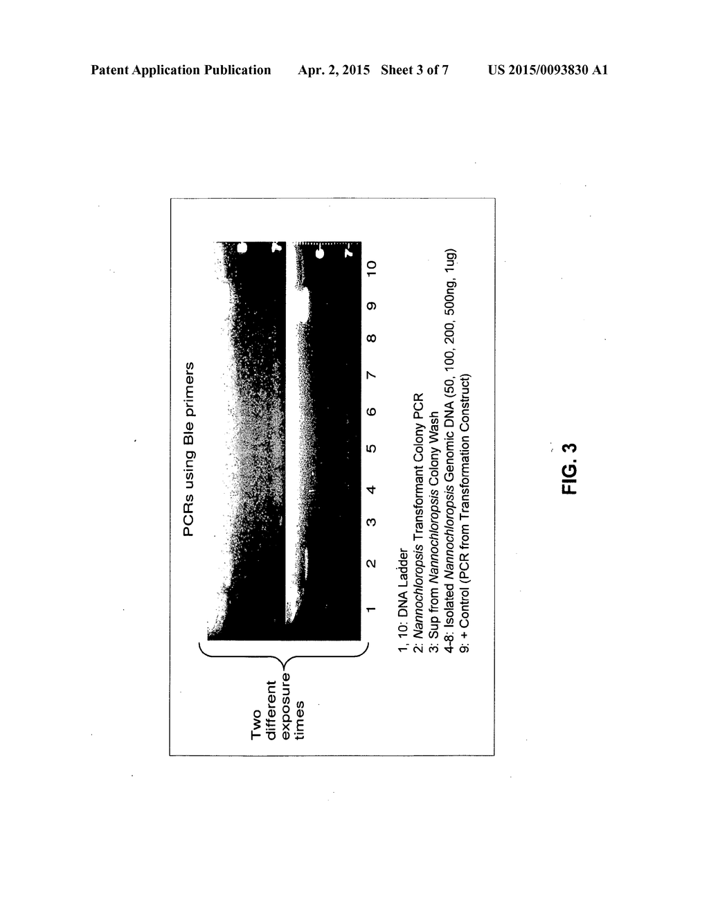 TRANSFORMATION OF ALGAL CELLS - diagram, schematic, and image 04