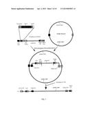 CONSTRUCTION OF FULLY-DELETED ADENOVIRUS-BASED GENE DELIVERY VECTORS AND     USES THEREOF diagram and image