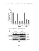 Crystal Structure of a NEF/SdAb19 Complex and Uses Thereof diagram and image