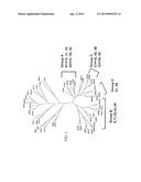 COMPOSITIONS AND REACTION MIXTURES FOR THE DETECTION OF NUCLEIC ACIDS FROM     MULTIPLE TYPES OF HUMAN PAPILLOMAVIRUS diagram and image