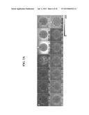 COMPOSITIONS AND METHODS FOR THE DETECTION OF ZINC diagram and image