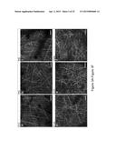 System And Method For Imaging Myelin diagram and image