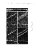 System And Method For Imaging Myelin diagram and image