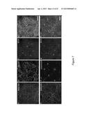 System And Method For Imaging Myelin diagram and image