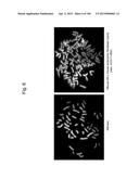 MOUSE ARTIFICIAL CHROMOSOME VECTOR diagram and image