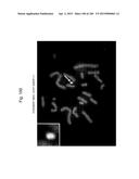 MOUSE ARTIFICIAL CHROMOSOME VECTOR diagram and image