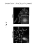 MOUSE ARTIFICIAL CHROMOSOME VECTOR diagram and image