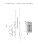 MOUSE ARTIFICIAL CHROMOSOME VECTOR diagram and image