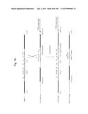 MOUSE ARTIFICIAL CHROMOSOME VECTOR diagram and image