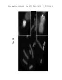 MOUSE ARTIFICIAL CHROMOSOME VECTOR diagram and image