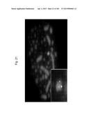 MOUSE ARTIFICIAL CHROMOSOME VECTOR diagram and image