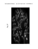 MOUSE ARTIFICIAL CHROMOSOME VECTOR diagram and image