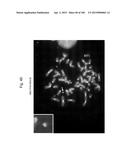 MOUSE ARTIFICIAL CHROMOSOME VECTOR diagram and image