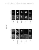 MOUSE ARTIFICIAL CHROMOSOME VECTOR diagram and image