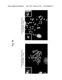 MOUSE ARTIFICIAL CHROMOSOME VECTOR diagram and image