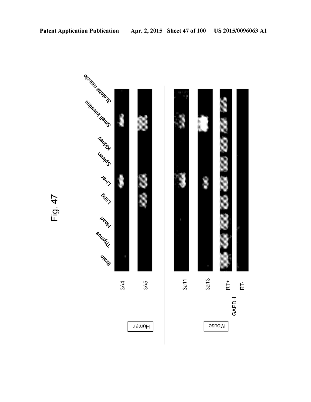 MOUSE ARTIFICIAL CHROMOSOME VECTOR - diagram, schematic, and image 48