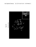 MOUSE ARTIFICIAL CHROMOSOME VECTOR diagram and image