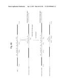 MOUSE ARTIFICIAL CHROMOSOME VECTOR diagram and image