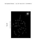 MOUSE ARTIFICIAL CHROMOSOME VECTOR diagram and image