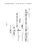 MOUSE ARTIFICIAL CHROMOSOME VECTOR diagram and image