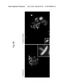 MOUSE ARTIFICIAL CHROMOSOME VECTOR diagram and image