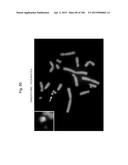 MOUSE ARTIFICIAL CHROMOSOME VECTOR diagram and image