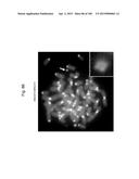 MOUSE ARTIFICIAL CHROMOSOME VECTOR diagram and image