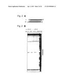 RNA-INTERFERENCE BY SINGLE-STRANDED RNA MOLECULES diagram and image