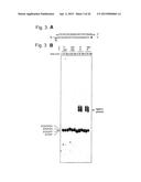 RNA-INTERFERENCE BY SINGLE-STRANDED RNA MOLECULES diagram and image