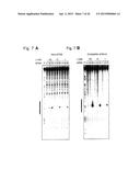 RNA-INTERFERENCE BY SINGLE-STRANDED RNA MOLECULES diagram and image